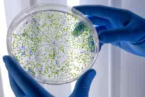 Foto gratuita trabajador de laboratorio examinando una sustancia verde en una placa de petri mientras realiza una investigación de coronavirus
