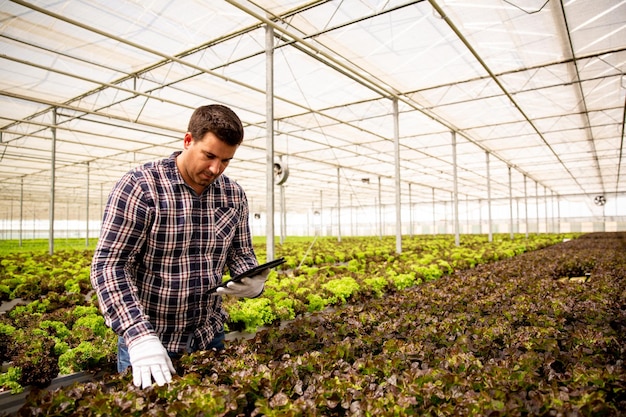 Trabajador con tableta en mano que controla la calidad de la ensalada. Fondo de invernadero