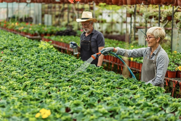 Trabajadora de invernadero usando una manguera de jardín y regando plantas en macetas