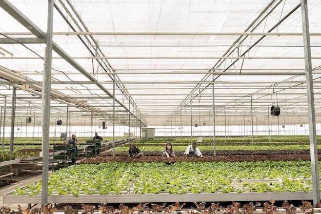 Trabajadores agrícolas que cultivan alimentos orgánicos en un ambiente hidropónico cuidando los cultivos eliminando plagas. Diversas personas que trabajan en invernadero recolectando verduras verdes empujando cajas con lechuga.