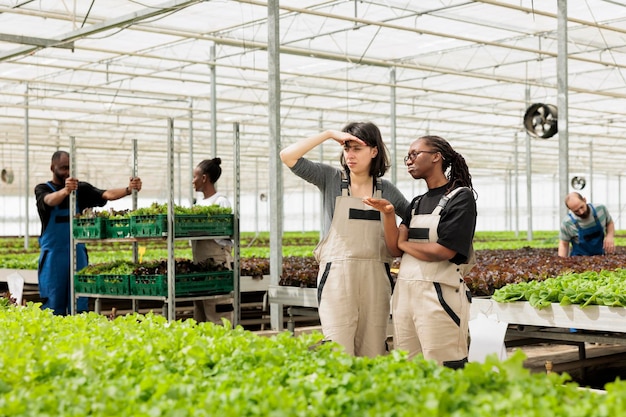 Trabajadores agrícolas supervisan la plantación de lechuga verde biológica sostenible y ecológica en un clima soleado.