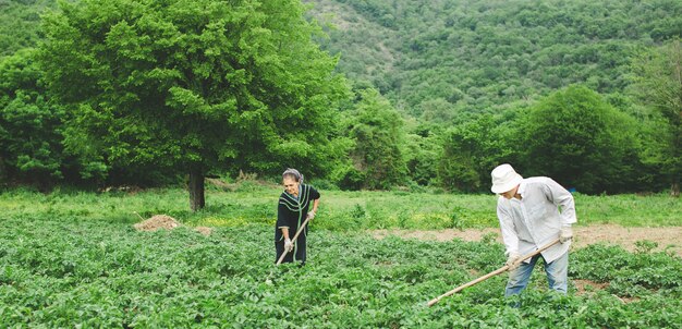 Trabajadores plantando vegetales en la granja con equipos.