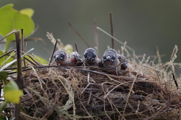 Foto gratuita tragar bebés esperando para comer de su madre lindo pájaro golondrina banyak