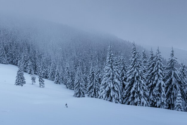 Una tranquila escena de invierno. Abetos cubiertos de nieve están parados en la niebla.