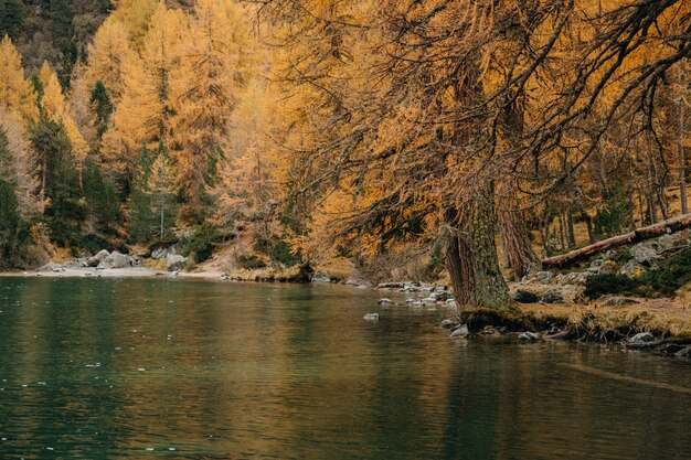 Tranquilo lago de montaña y abetos coloridos otoñales a lo largo de una costa rocosa