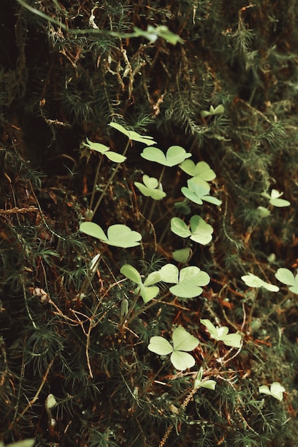 Foto gratuita trébol verde en un bosque