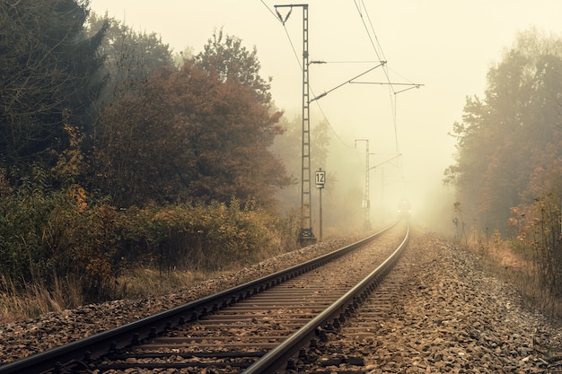 Tren de ferrocarril entre árboles verdes durante el día