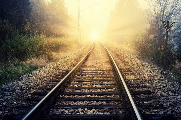 Tren de ferrocarril entre árboles verdes durante el día