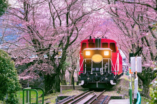 Tren romántico atraviesa un túnel de cerezos en flor en Kyoto, Japón.