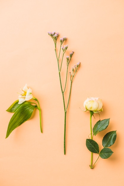 Tres bonitas flores