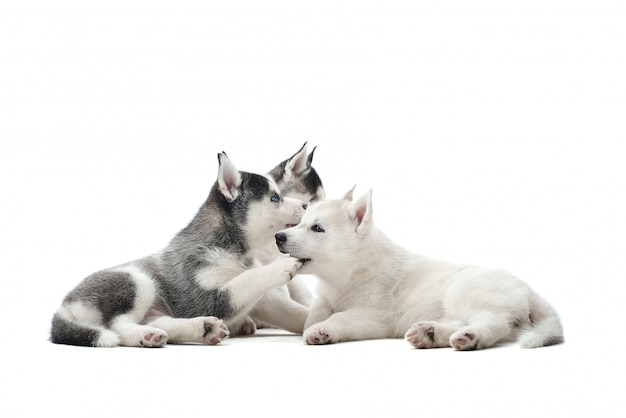 Tres bonitos cachorros de piel de diferentes colores de perro husky siberiano, negro, blanco y gris con ojos azules, descansando y jugando entre sí. Lindas mascotas esperando comida, tirado en el piso.