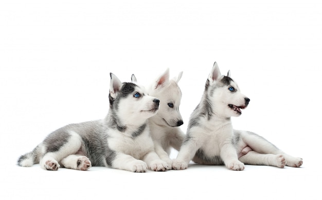 Tres cachorros cargados de perros husky siberianos jugando, sentados en el suelo, acostados, esperando comida, mirando hacia otro lado. Perros de grupo bonitos, lindos con pelaje blanco y gris, ojos azules, como lobo.