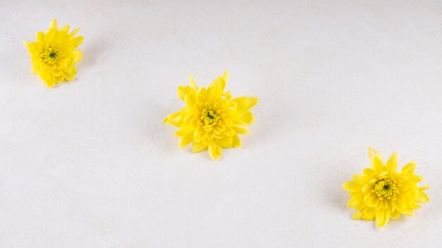 Tres flores amarillas en mesa