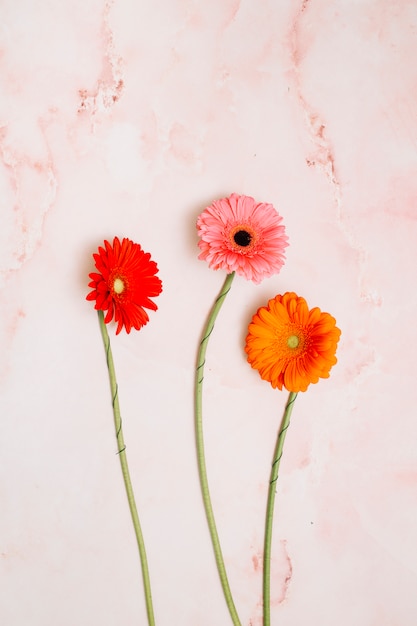 Tres flores de gerbera en mesa