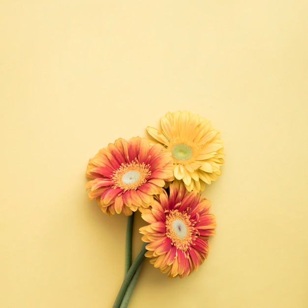 Foto gratuita tres flores sobre fondo amarillo