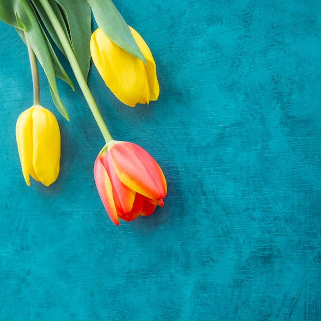 Tres flores de tulipán brillantes en mesa azul