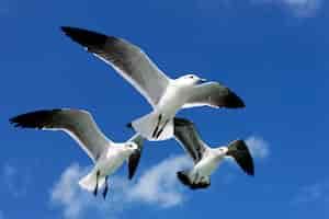 Foto gratuita tres gaviotas volando en un cielo azul en méxico