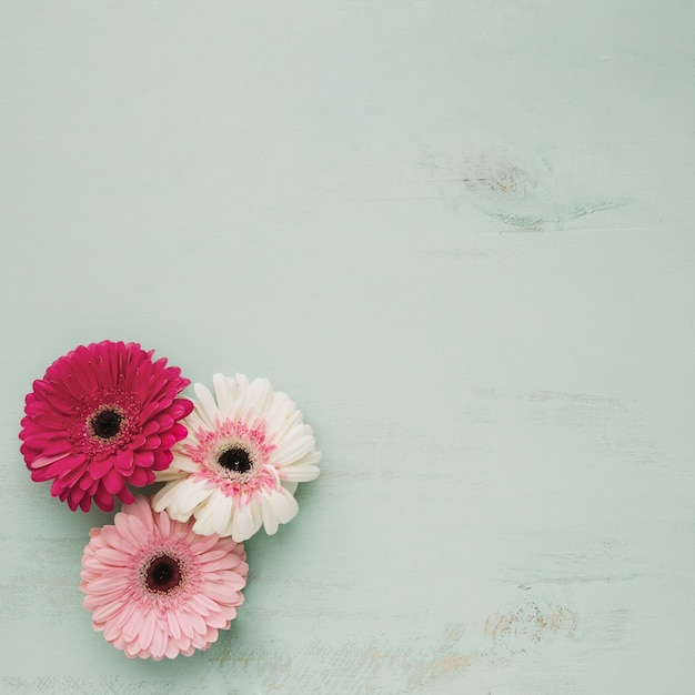 Tres hermosas flores