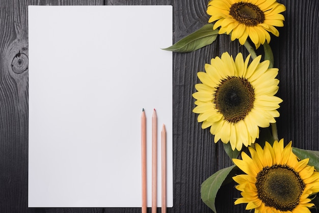 Tres lápices de colores de madera en papel en blanco con girasoles amarillos sobre fondo de madera