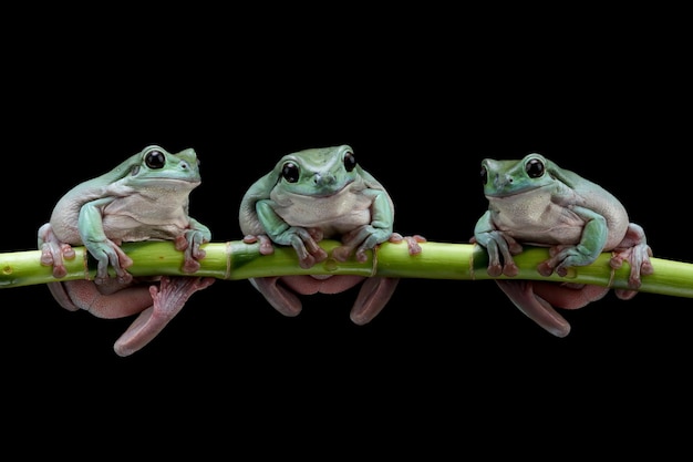 Foto gratuita tres litoria caerulea rana arborícola en rama con bbackground negro