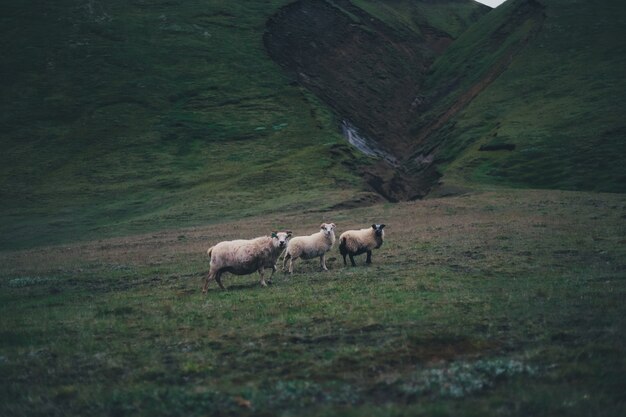 Tres ovejas de pie en las verdes colinas en un día sombrío