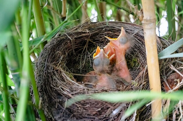 Tres pajaritos negros, abriendo la boca en un nido