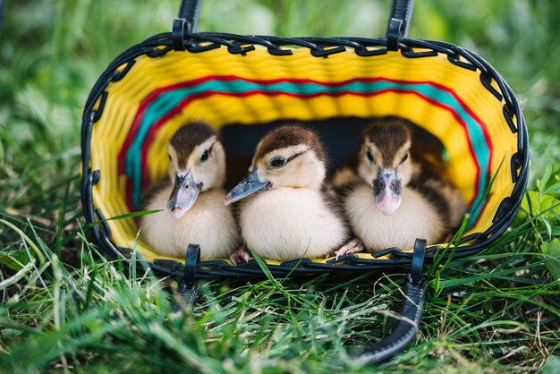 Tres patito sentado dentro de la canasta de colores sobre la hierba verde