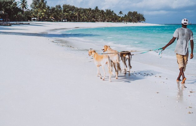 Tres perros caminando en la costa de un océano índico