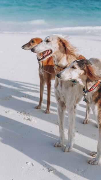 Tres perros caminando en la costa de un océano índico