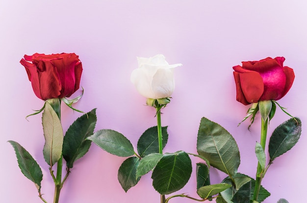 Foto gratuita tres ramas de rosas en la mesa