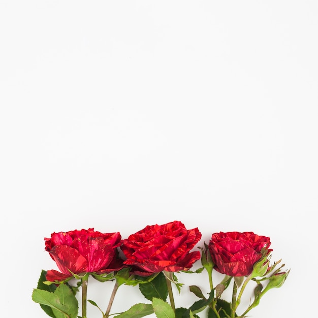 Tres rosas rojas frescas en la parte inferior de fondo blanco