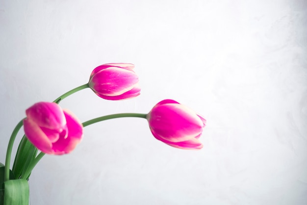 Tres tulipanes rosados en el fondo blanco