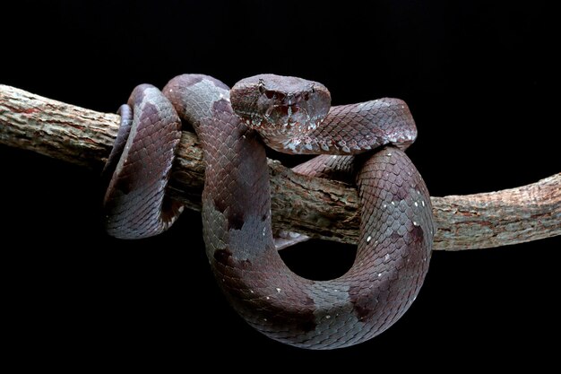 Trimeresurus puniceus serpiente Trimeresurus puniceus closeup cabeza