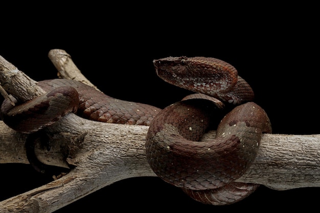 Trimeresurus puniceus serpiente Trimeresurus puniceus closeup cabeza