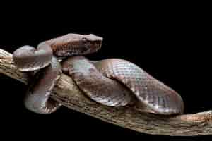 Foto gratuita trimeresurus puniceus serpiente trimeresurus puniceus closeup cabeza