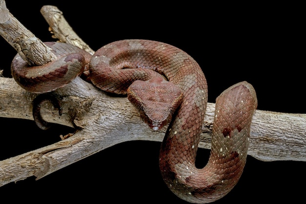 Trimeresurus puniceus serpiente Trimeresurus puniceus closeup cabeza