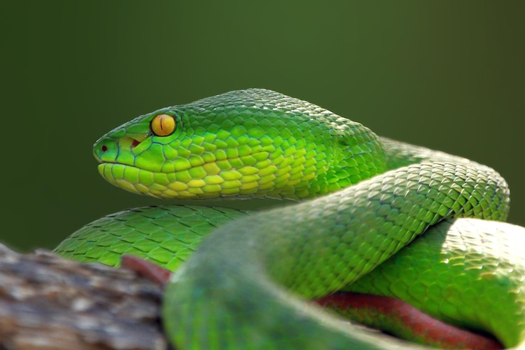 Foto gratuito trimisurus albolabris serpiente verde closeup en rama animal closeup