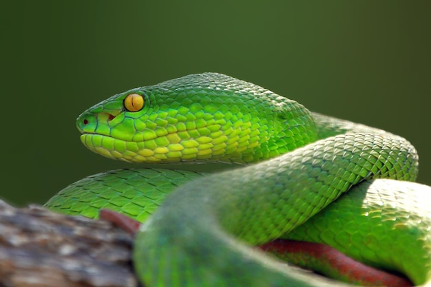 Trimisurus albolabris serpiente verde closeup en rama animal closeup