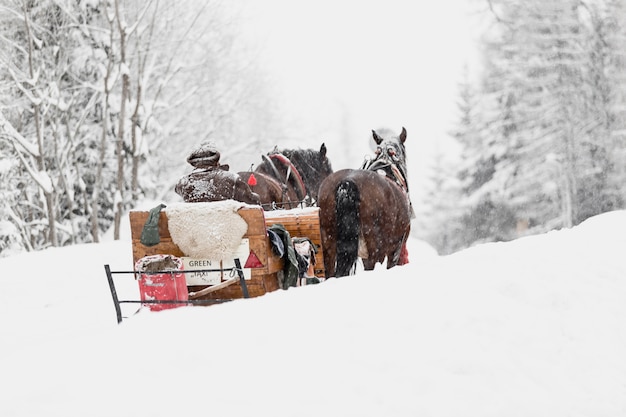 Foto gratuita trineo con caballos en el bosque