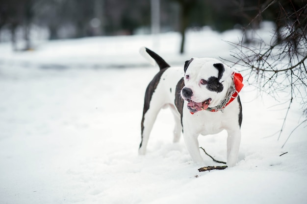 Triste bulldog americano se encuentra en la nieve en el parque