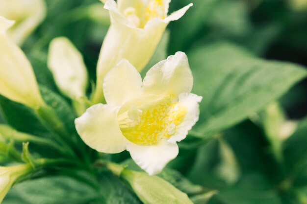 Trompeta de oro fresca que florece en el jardín