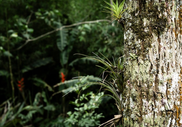 Tronco de árbol con fondo de vegetación borrosa