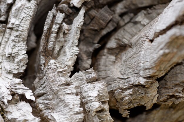 Tronco de árbol muerto de cerca