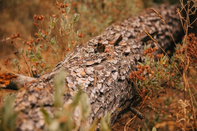 Tronco de árbol en naturaleza