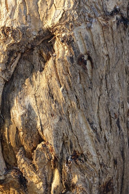 Tronco de madera de cerca