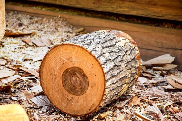 Tronco de madera sobre serrín