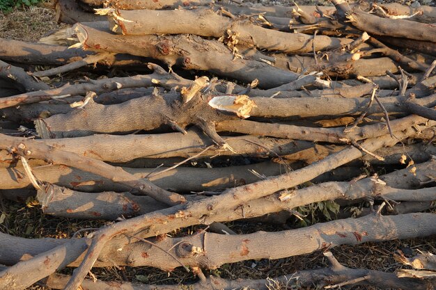 Troncos de madera recién cortados en el suelo