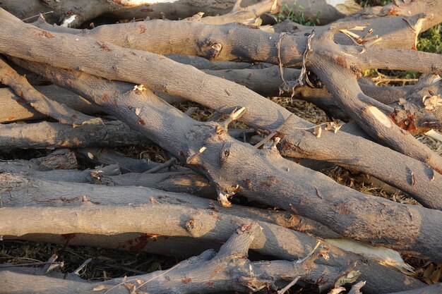 Troncos de madera recién cortados en el suelo