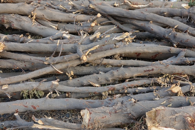 Troncos de madera recién cortados en el suelo