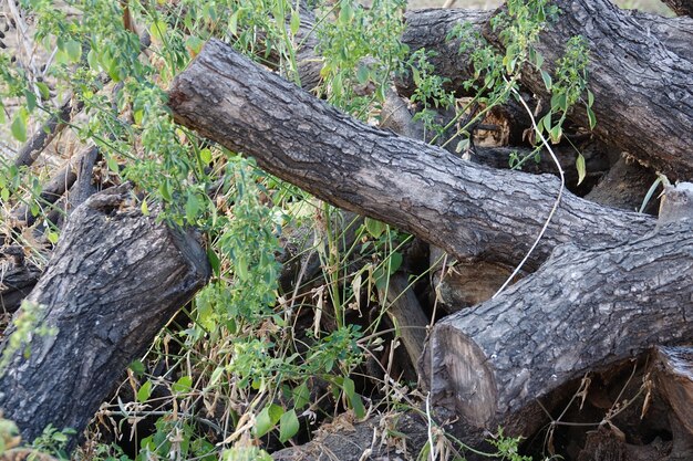 Troncos de madera